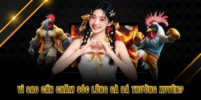V&igrave; sao n&ecirc;n chăm s&oacute;c l&ocirc;ng g&agrave; đ&aacute; thường xuy&ecirc;n?